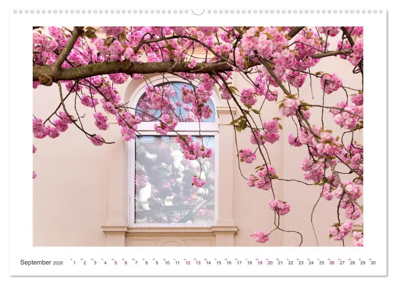 Bild: 9783457559550 | Japanische Kirschblüte in Bonn (Wandkalender 2026 DIN A2 quer),...
