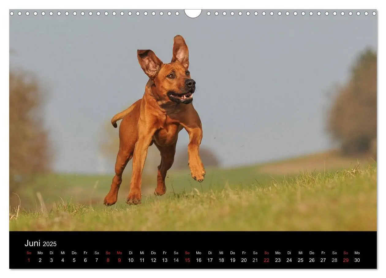 Bild: 9783435759750 | Rhodesian Ridgeback 2025 (Wandkalender 2025 DIN A3 quer), CALVENDO...
