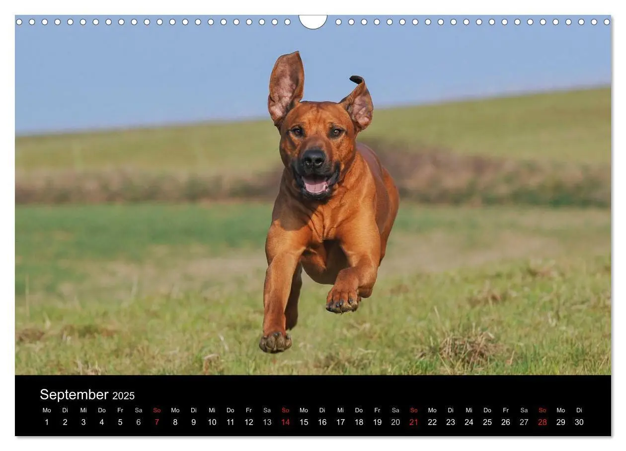 Bild: 9783435759750 | Rhodesian Ridgeback 2025 (Wandkalender 2025 DIN A3 quer), CALVENDO...