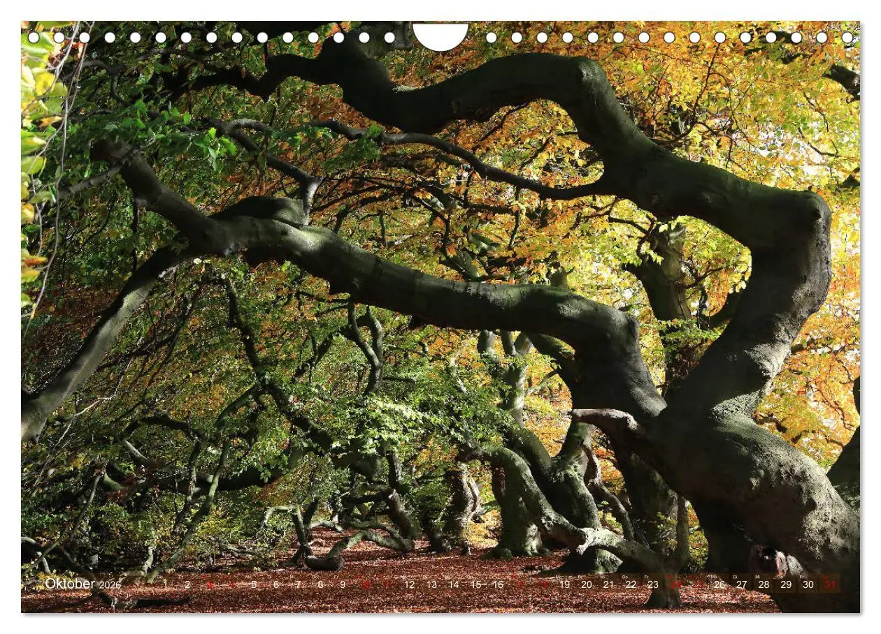 Bild: 9783457849750 | Das Jahr in der Süntelbuchenallee (Wandkalender 2026 DIN A4 quer),...