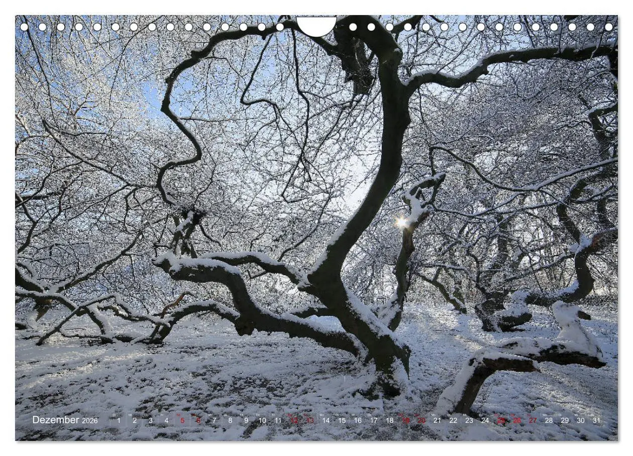 Bild: 9783457849750 | Das Jahr in der Süntelbuchenallee (Wandkalender 2026 DIN A4 quer),...