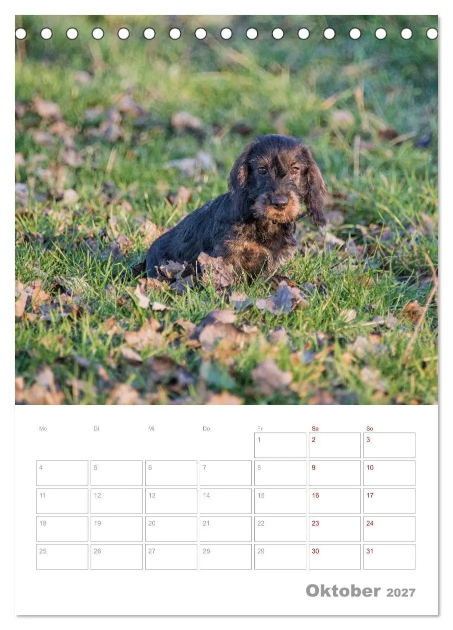 Bild: 9783569709850 | Dackelportraits (Tischkalender 2027 DIN A5 hoch), CALVENDO...