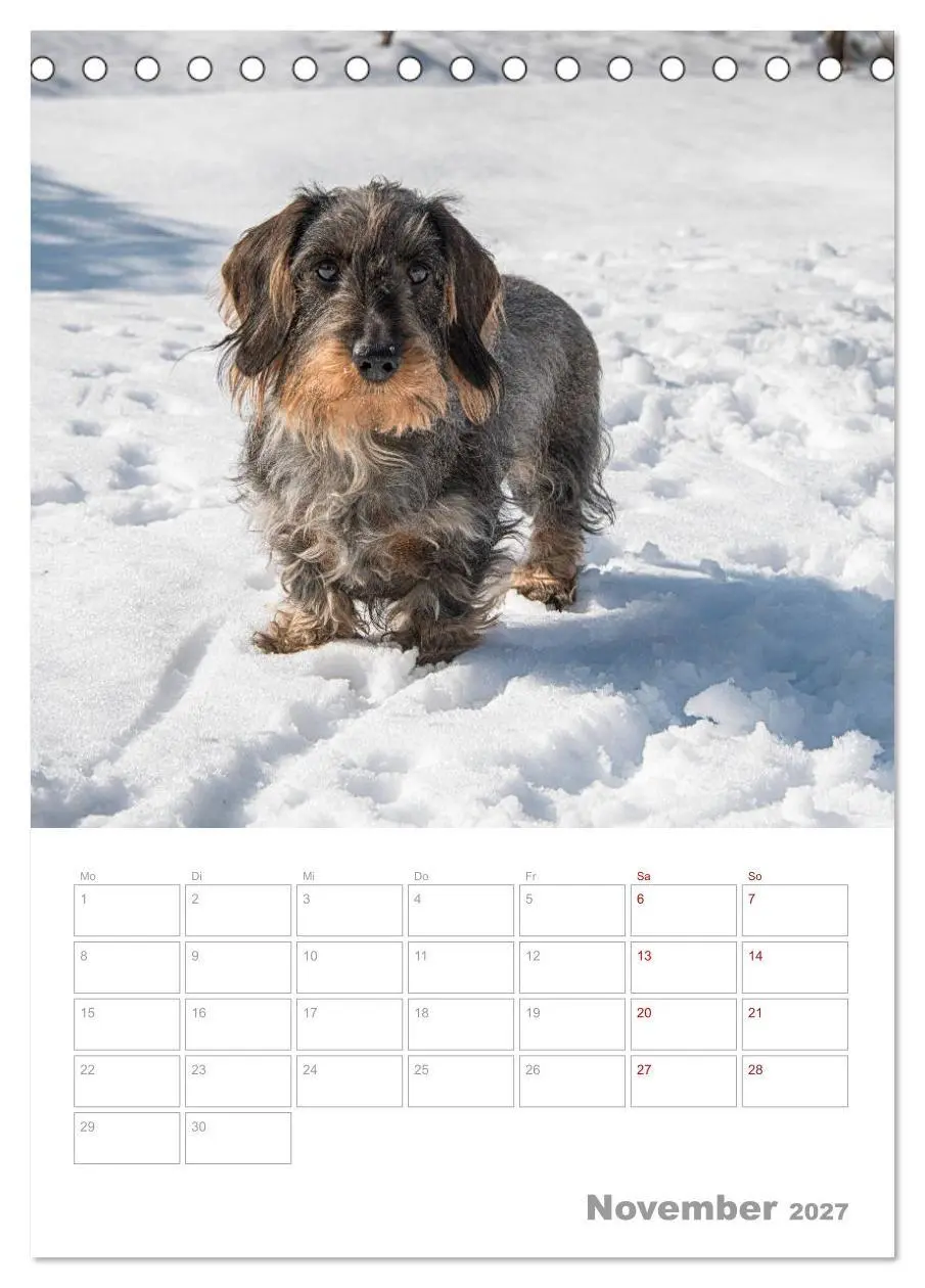 Bild: 9783569709850 | Dackelportraits (Tischkalender 2027 DIN A5 hoch), CALVENDO...