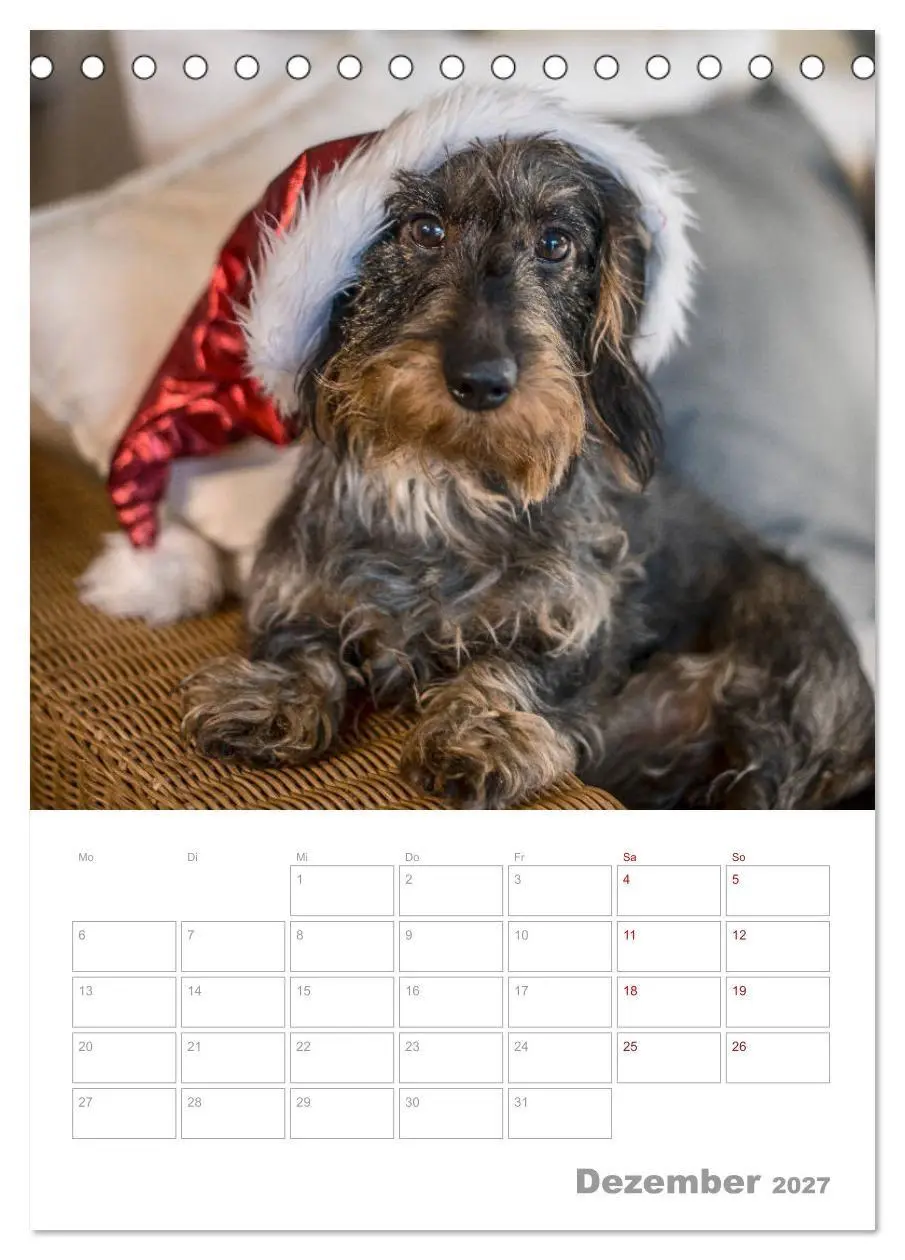 Bild: 9783569709850 | Dackelportraits (Tischkalender 2027 DIN A5 hoch), CALVENDO...