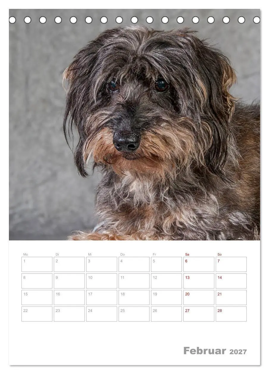 Bild: 9783569709850 | Dackelportraits (Tischkalender 2027 DIN A5 hoch), CALVENDO...
