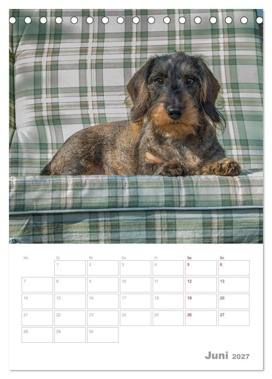 Bild: 9783569709850 | Dackelportraits (Tischkalender 2027 DIN A5 hoch), CALVENDO...
