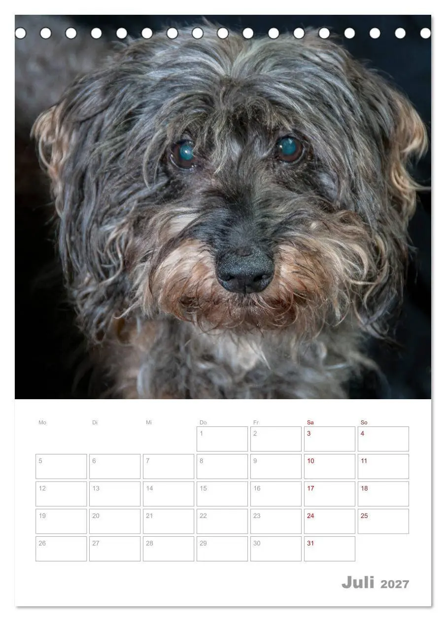 Bild: 9783569709850 | Dackelportraits (Tischkalender 2027 DIN A5 hoch), CALVENDO...