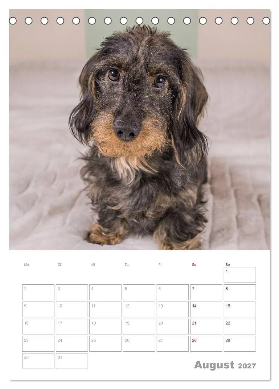 Bild: 9783569709850 | Dackelportraits (Tischkalender 2027 DIN A5 hoch), CALVENDO...
