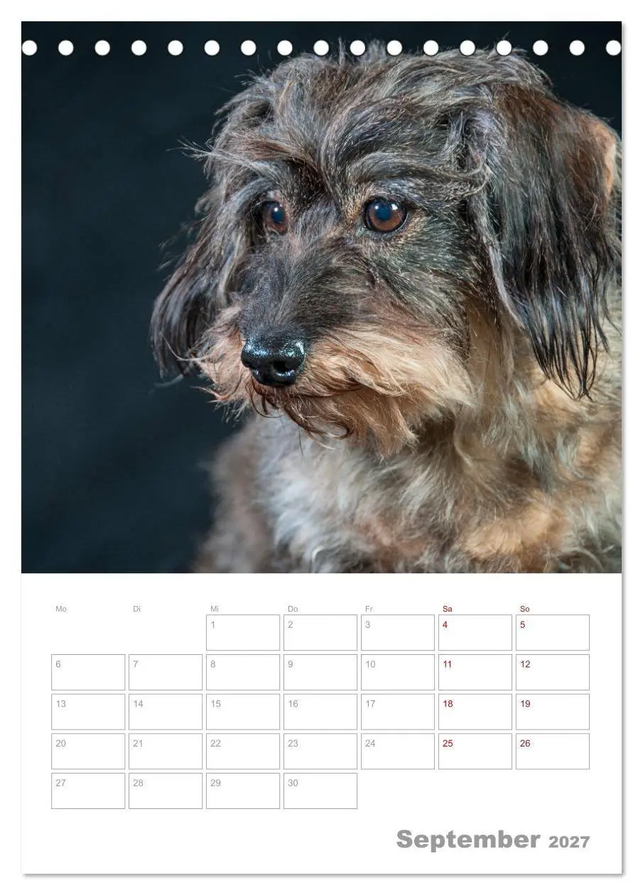Bild: 9783569709850 | Dackelportraits (Tischkalender 2027 DIN A5 hoch), CALVENDO...