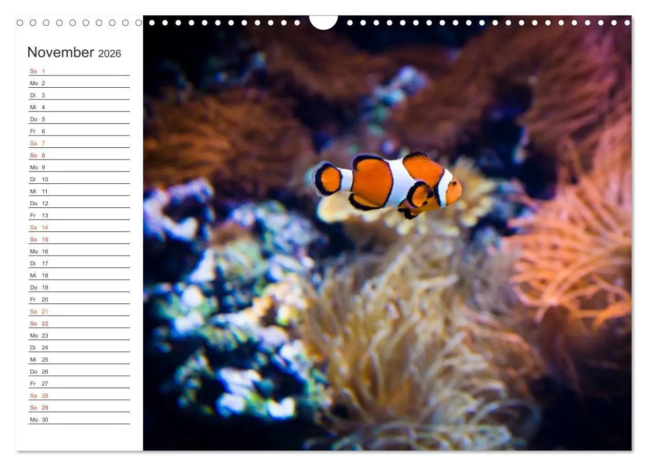 Bild: 9783457999950 | Die Farben der Ozeanwelt (Wandkalender 2026 DIN A3 quer), CALVENDO...