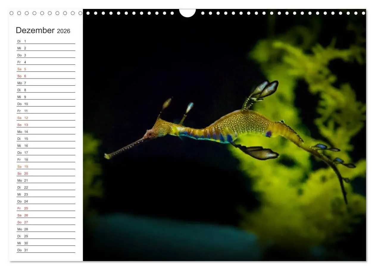 Bild: 9783457999950 | Die Farben der Ozeanwelt (Wandkalender 2026 DIN A3 quer), CALVENDO...