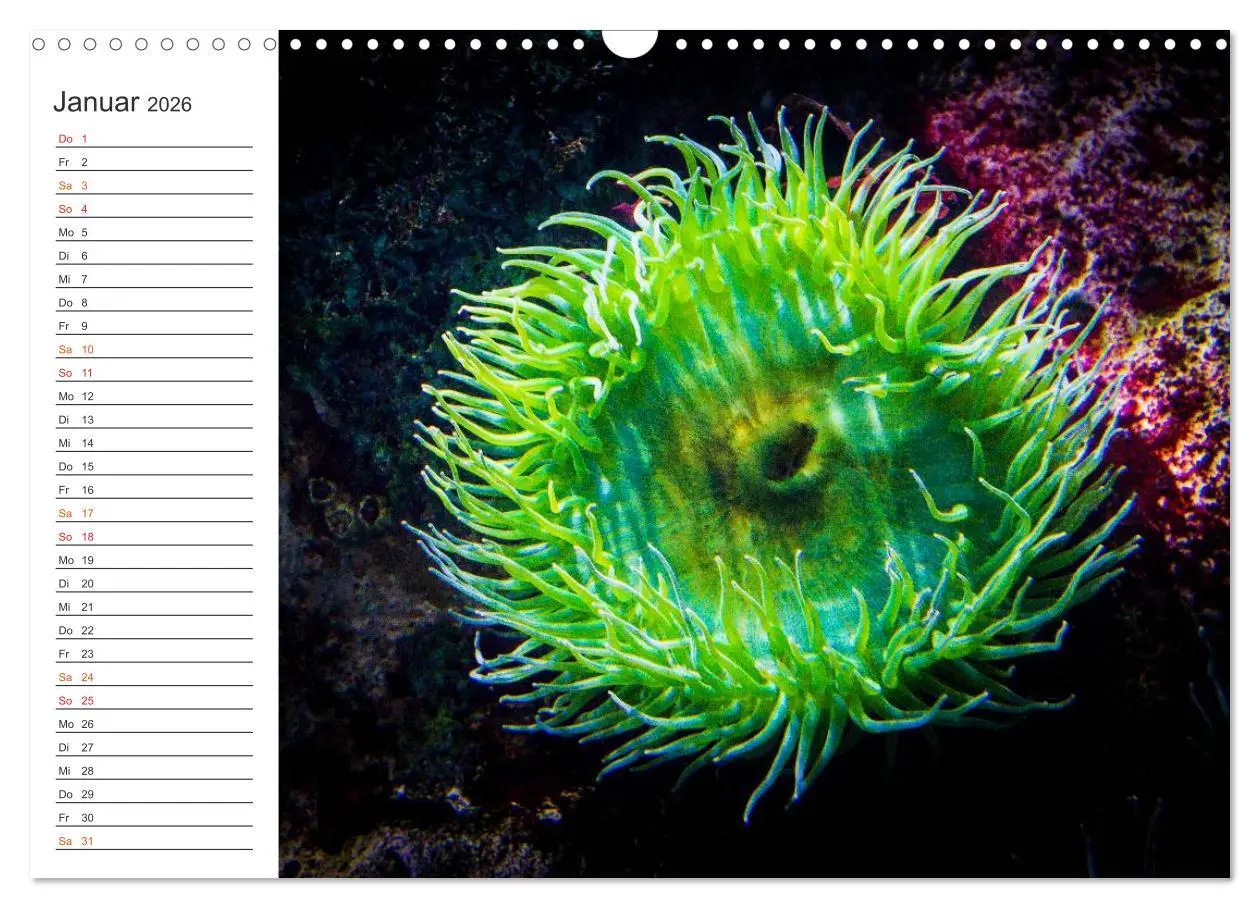 Bild: 9783457999950 | Die Farben der Ozeanwelt (Wandkalender 2026 DIN A3 quer), CALVENDO...