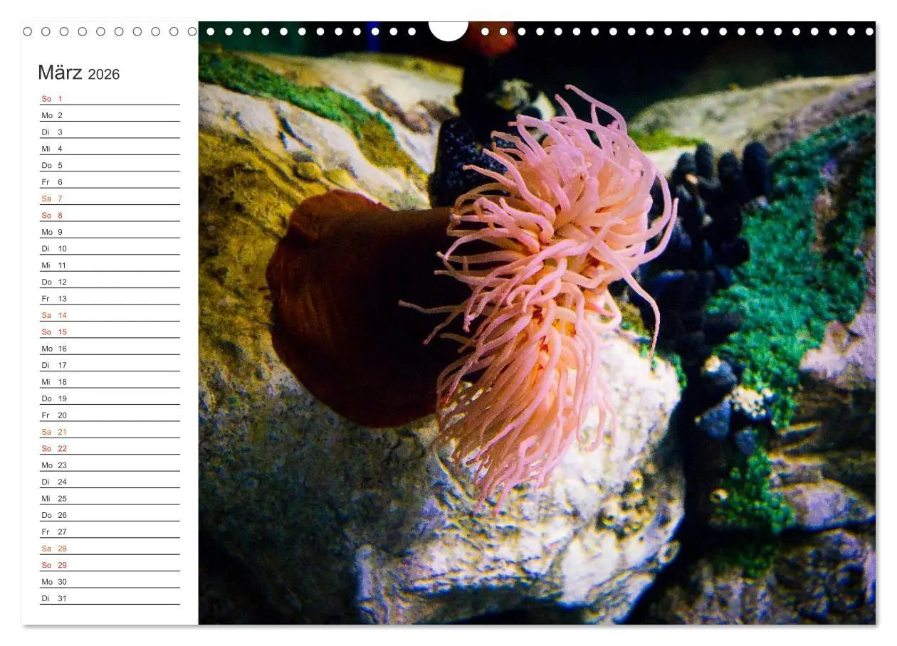 Bild: 9783457999950 | Die Farben der Ozeanwelt (Wandkalender 2026 DIN A3 quer), CALVENDO...