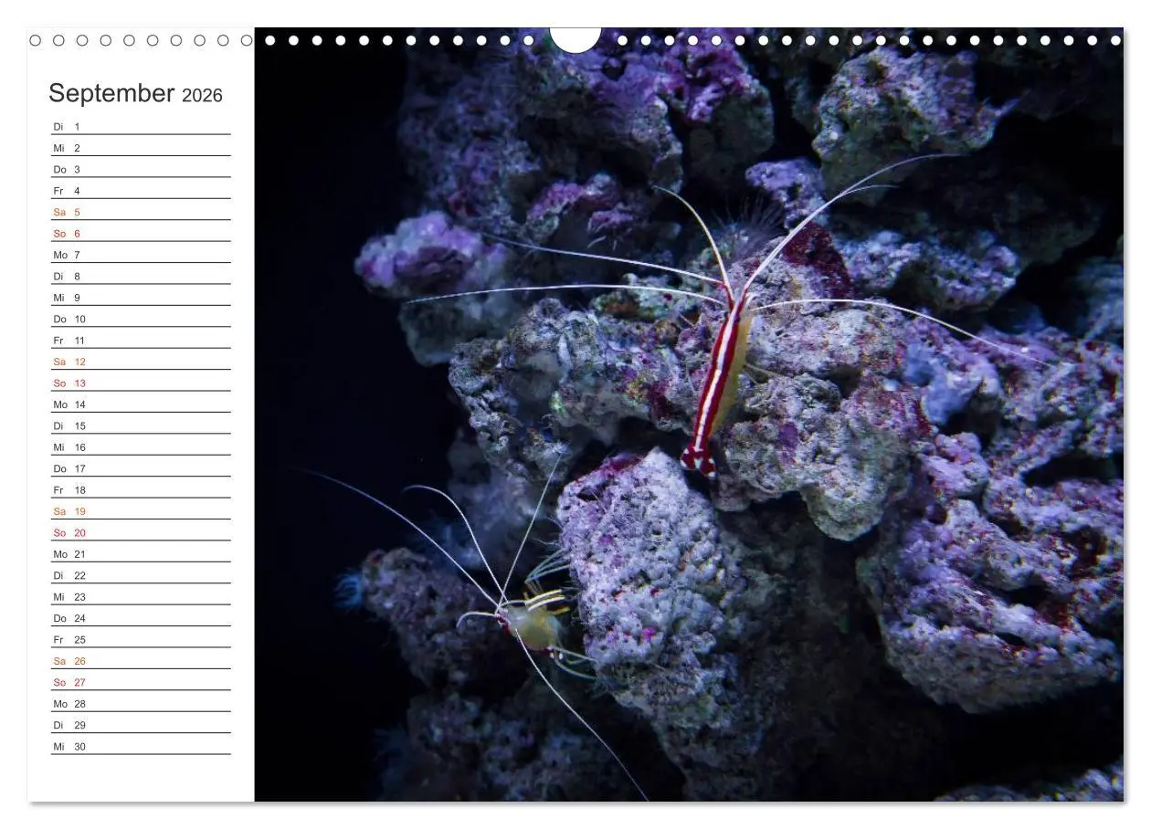 Bild: 9783457999950 | Die Farben der Ozeanwelt (Wandkalender 2026 DIN A3 quer), CALVENDO...