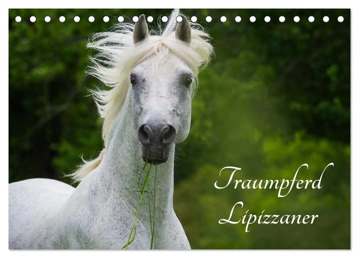 Cover: 9783516030051 | Traumpferd Lipizzaner (Tischkalender 2026 DIN A5 quer), CALVENDO...