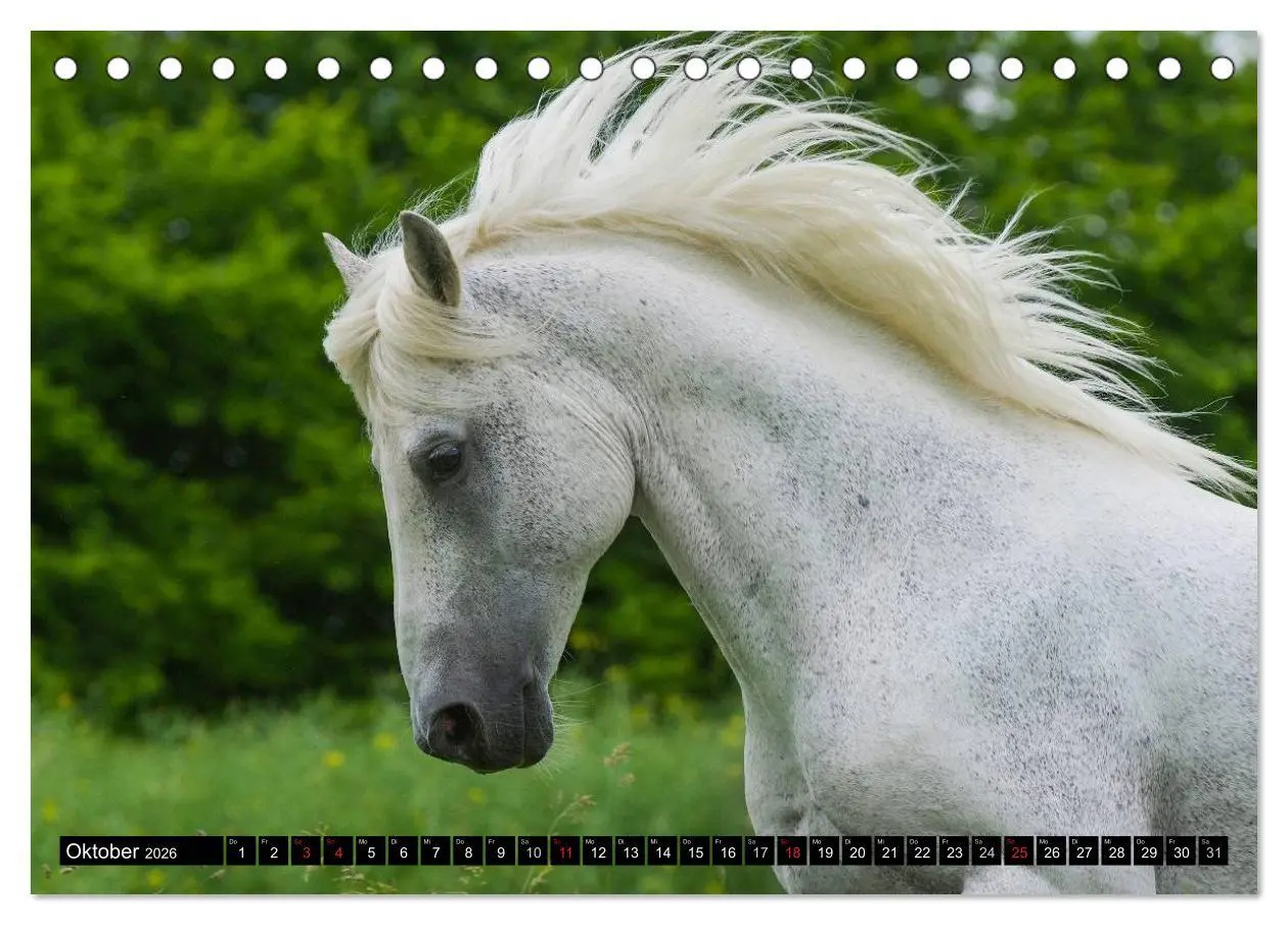 Bild: 9783516030051 | Traumpferd Lipizzaner (Tischkalender 2026 DIN A5 quer), CALVENDO...