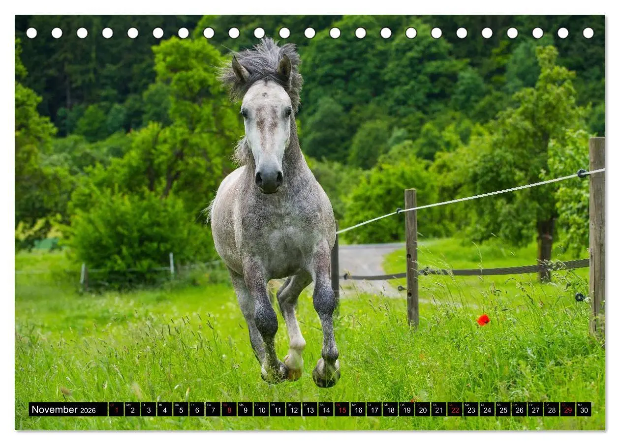 Bild: 9783516030051 | Traumpferd Lipizzaner (Tischkalender 2026 DIN A5 quer), CALVENDO...