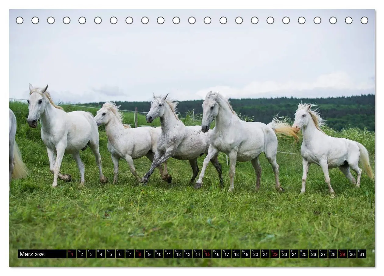 Bild: 9783516030051 | Traumpferd Lipizzaner (Tischkalender 2026 DIN A5 quer), CALVENDO...