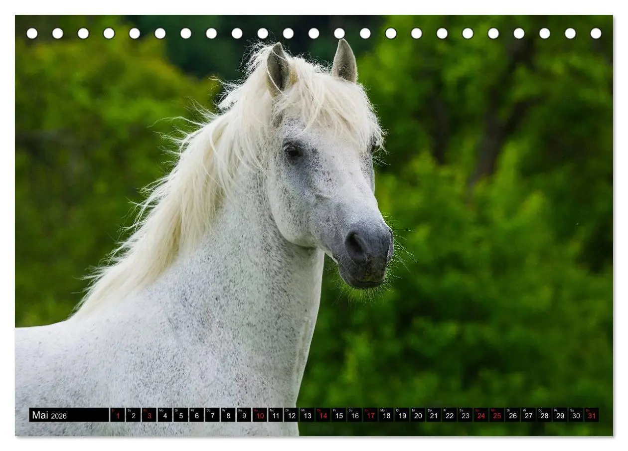 Bild: 9783516030051 | Traumpferd Lipizzaner (Tischkalender 2026 DIN A5 quer), CALVENDO...