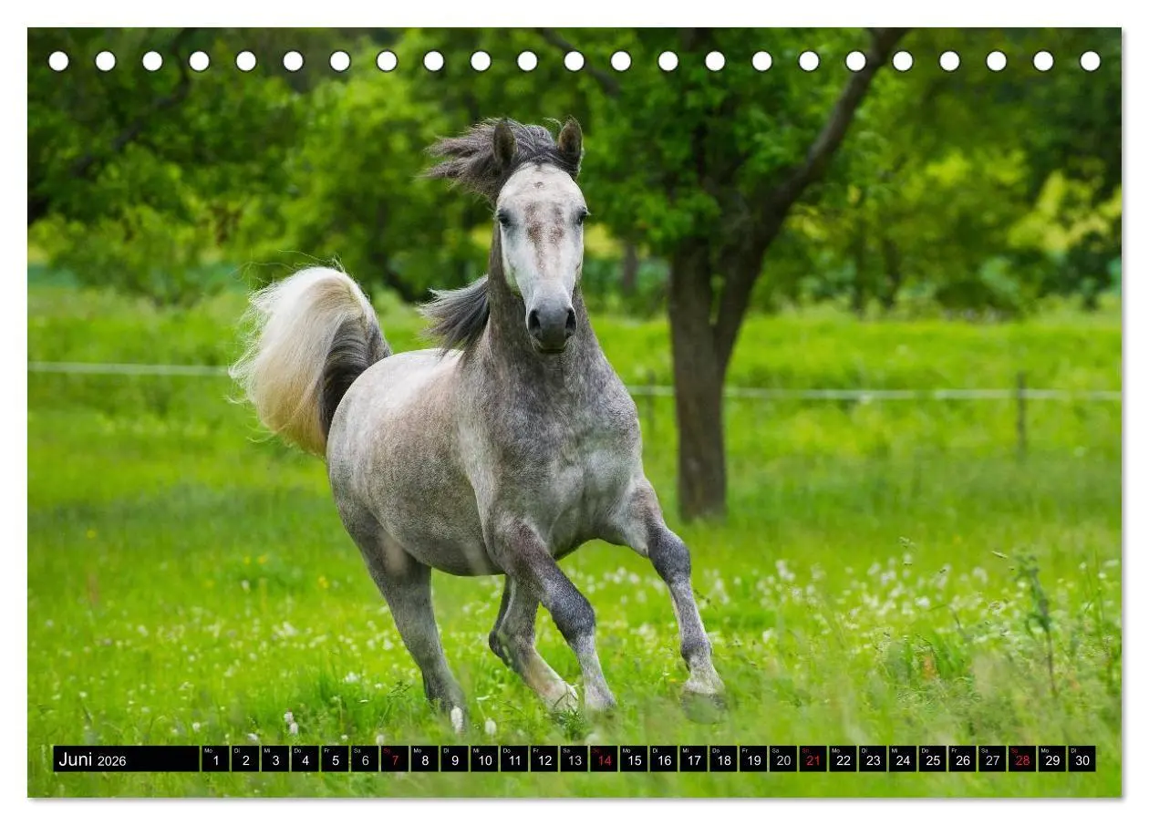 Bild: 9783516030051 | Traumpferd Lipizzaner (Tischkalender 2026 DIN A5 quer), CALVENDO...