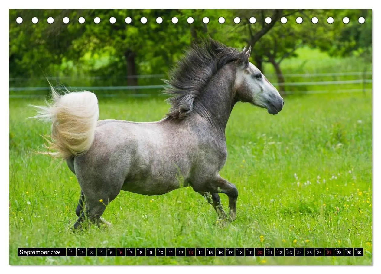 Bild: 9783516030051 | Traumpferd Lipizzaner (Tischkalender 2026 DIN A5 quer), CALVENDO...