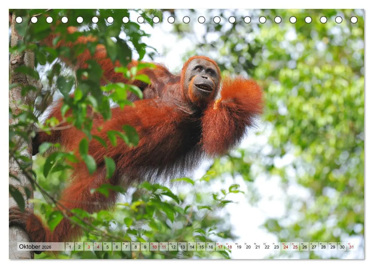 Bild: 9783457790151 | Orang Utans: Zu Besuch im Regenwald (Tischkalender 2026 DIN A5...