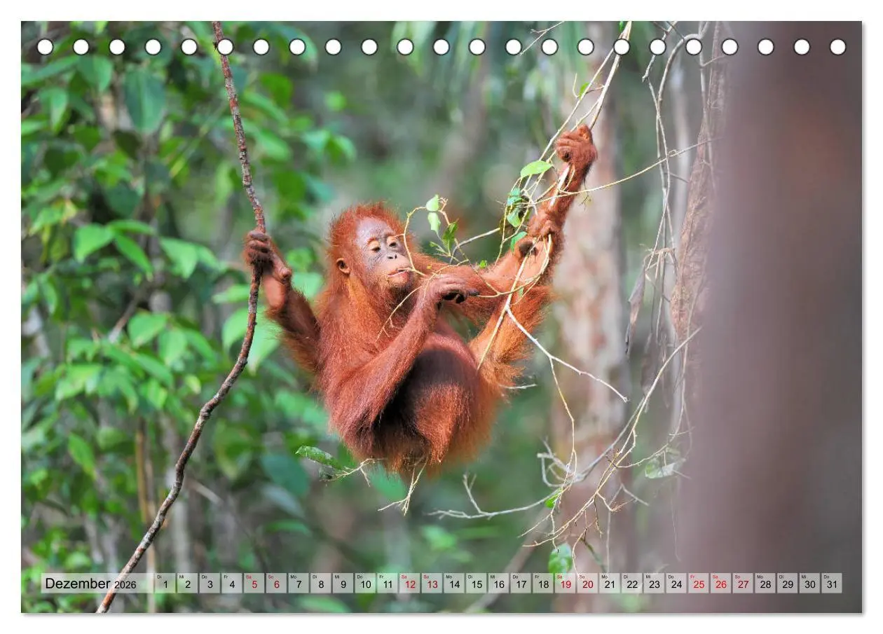 Bild: 9783457790151 | Orang Utans: Zu Besuch im Regenwald (Tischkalender 2026 DIN A5...