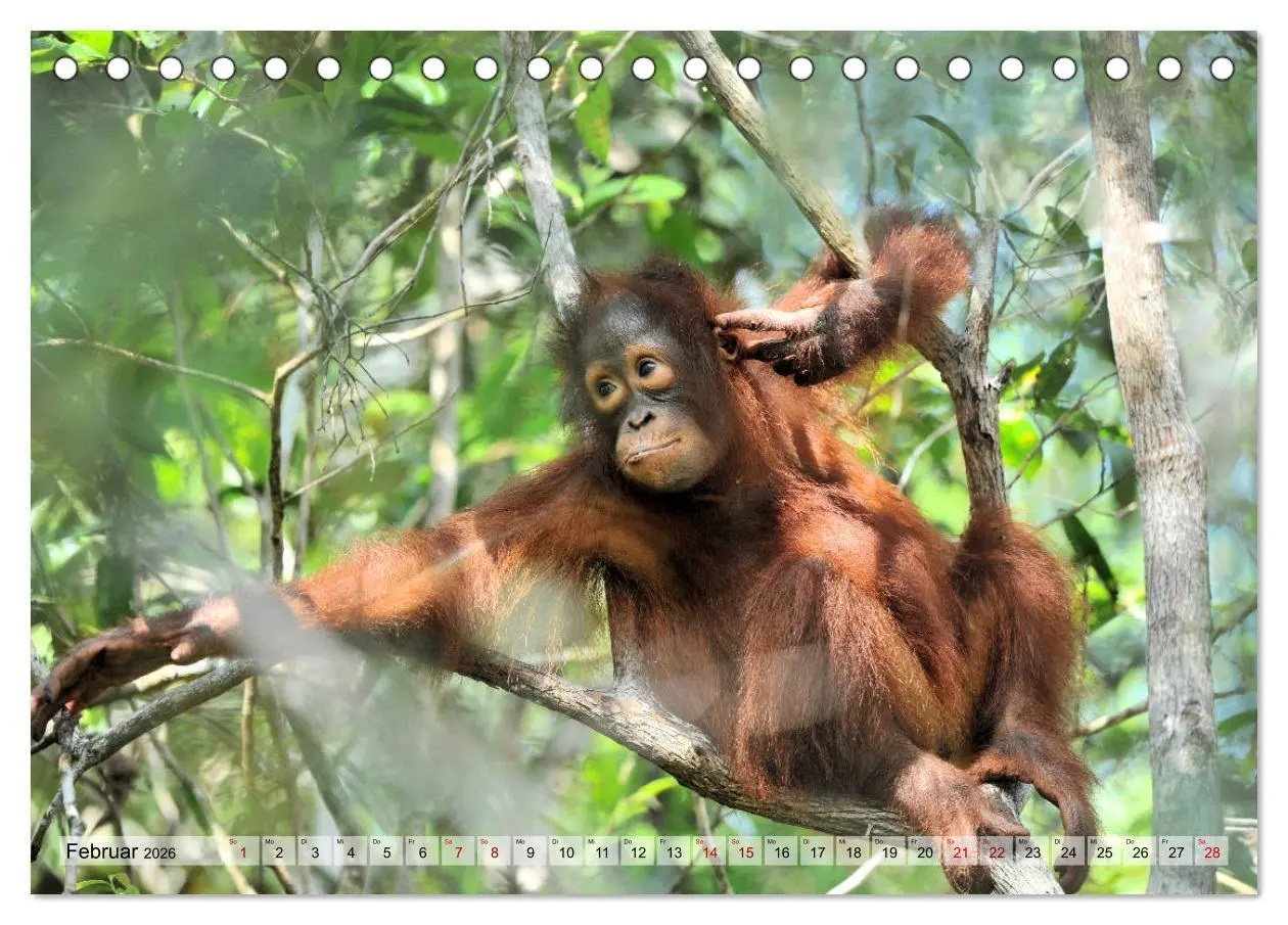 Bild: 9783457790151 | Orang Utans: Zu Besuch im Regenwald (Tischkalender 2026 DIN A5...