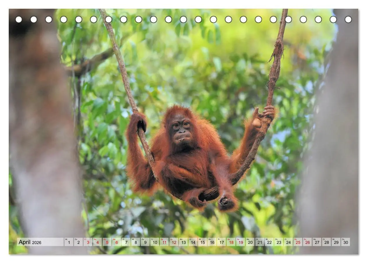 Bild: 9783457790151 | Orang Utans: Zu Besuch im Regenwald (Tischkalender 2026 DIN A5...