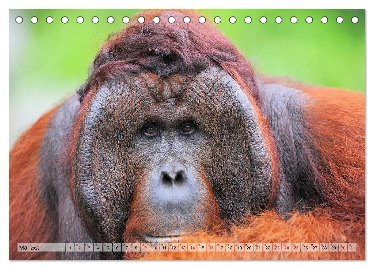 Bild: 9783457790151 | Orang Utans: Zu Besuch im Regenwald (Tischkalender 2026 DIN A5...