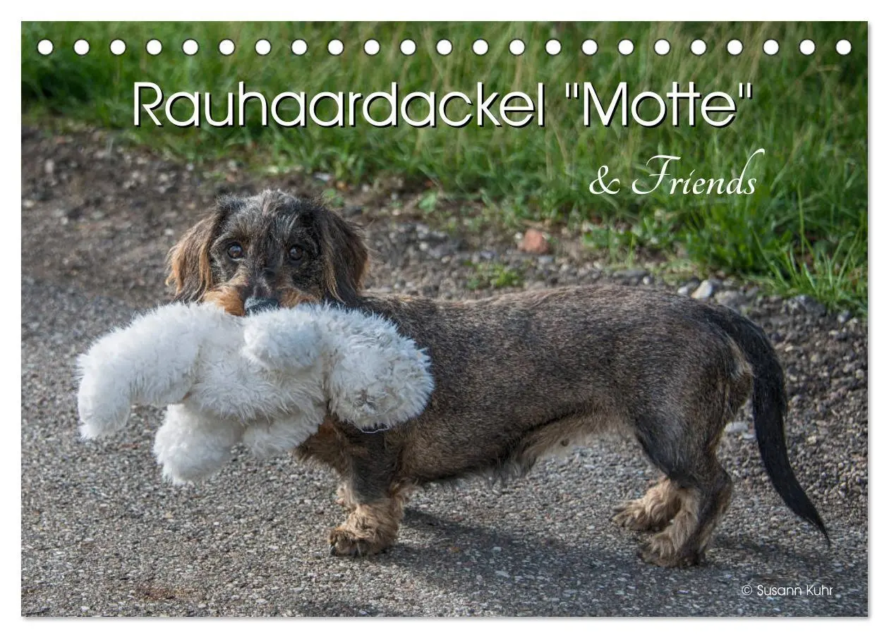 Cover: 9783457930151 | Rauhaardackel Motte &amp; Friends (Tischkalender 2026 DIN A5 quer),...
