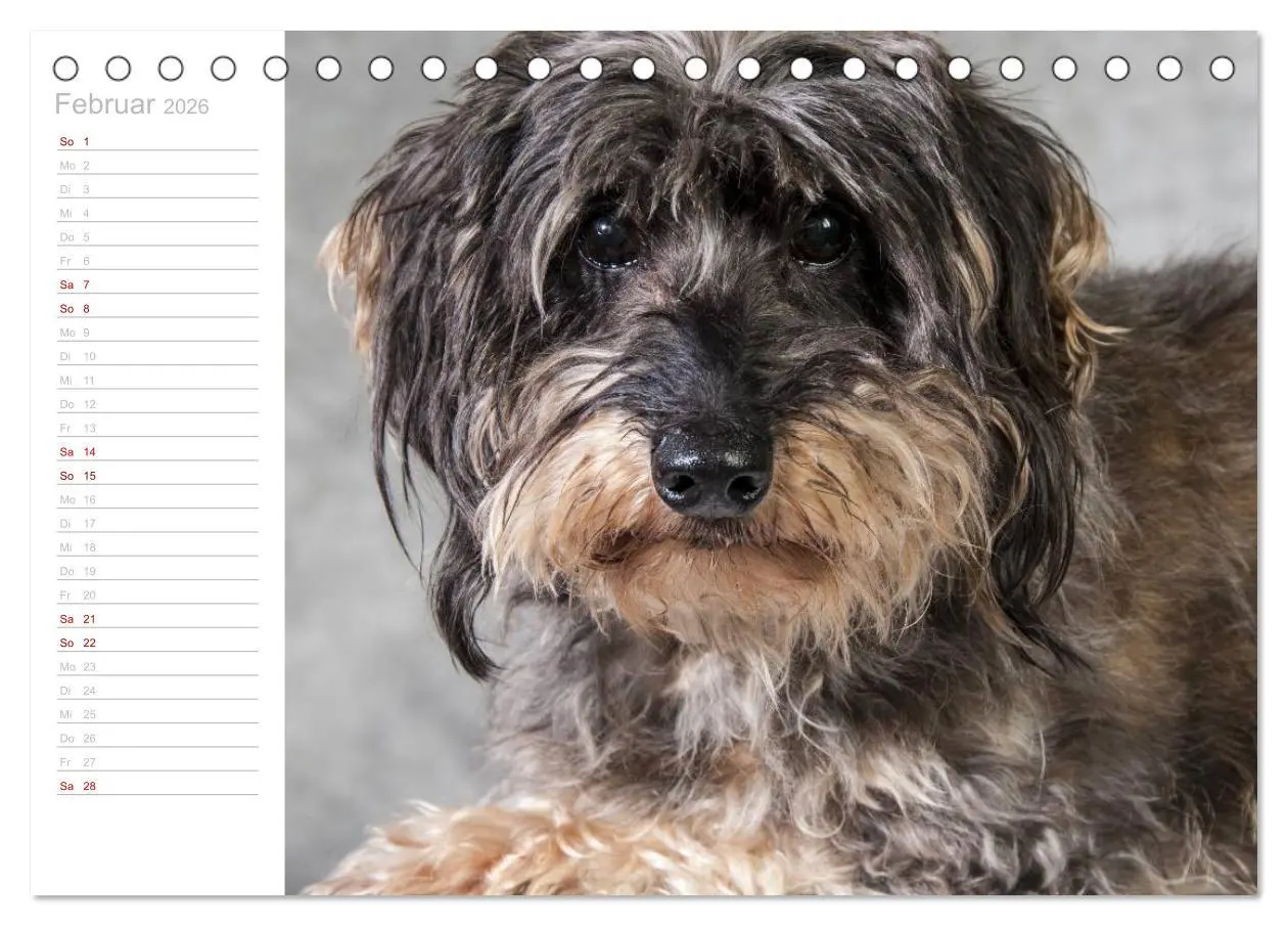 Bild: 9783457930151 | Rauhaardackel Motte &amp; Friends (Tischkalender 2026 DIN A5 quer),...