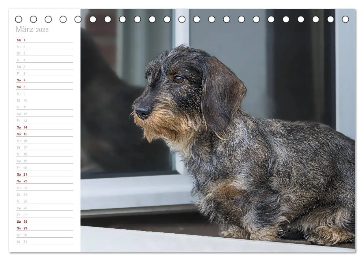 Bild: 9783457930151 | Rauhaardackel Motte &amp; Friends (Tischkalender 2026 DIN A5 quer),...