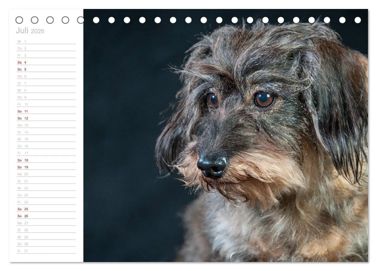 Bild: 9783457930151 | Rauhaardackel Motte &amp; Friends (Tischkalender 2026 DIN A5 quer),...