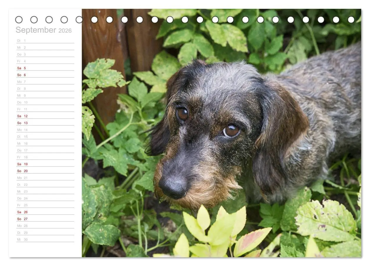 Bild: 9783457930151 | Rauhaardackel Motte &amp; Friends (Tischkalender 2026 DIN A5 quer),...