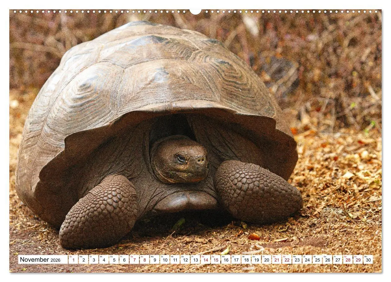 Bild: 9783457530351 | Galápagos - Die verwunschenen Inseln (hochwertiger Premium...