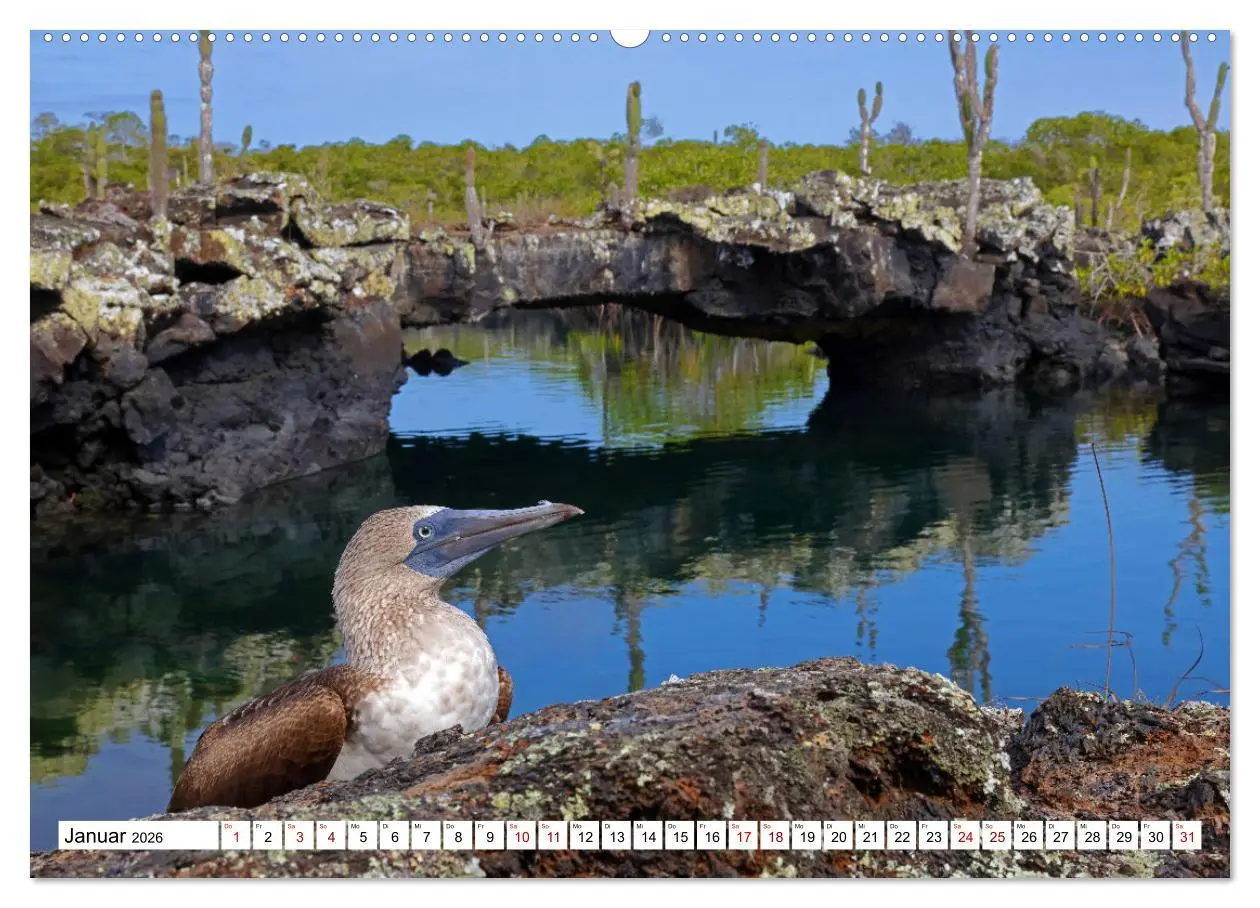 Bild: 9783457530351 | Galápagos - Die verwunschenen Inseln (hochwertiger Premium...