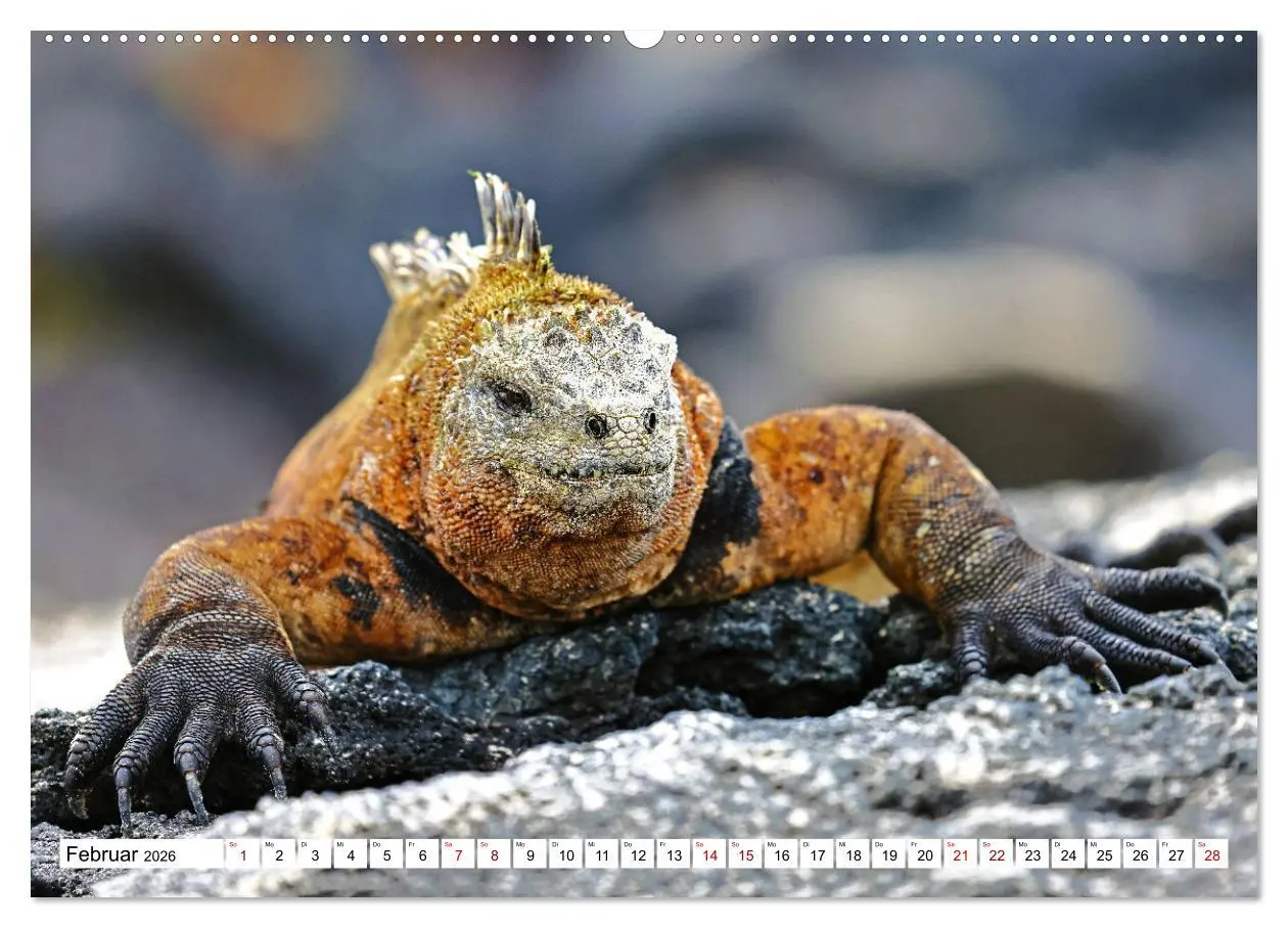 Bild: 9783457530351 | Galápagos - Die verwunschenen Inseln (hochwertiger Premium...