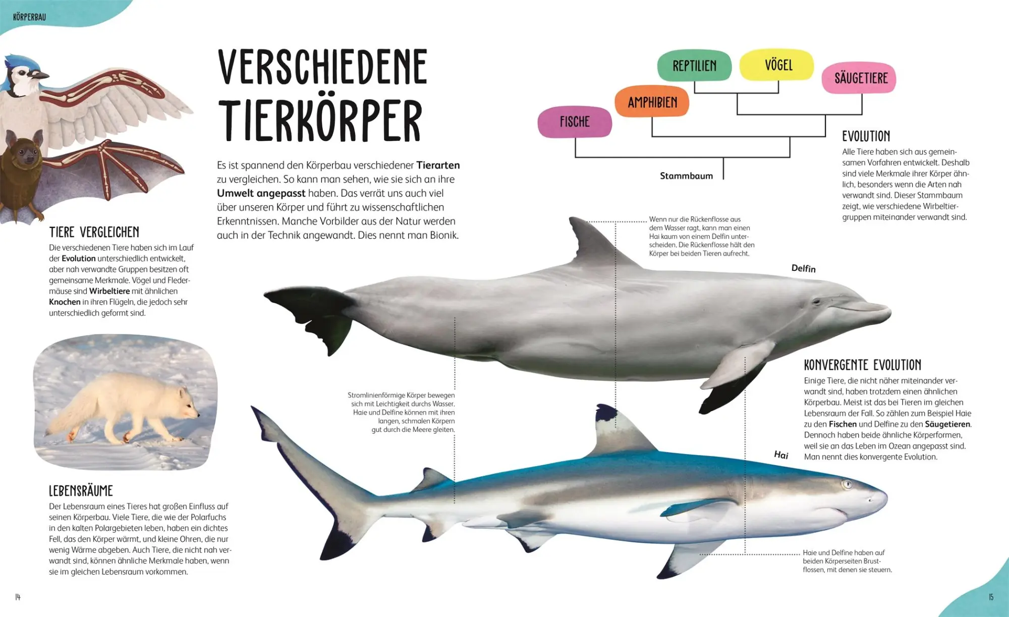 Bild: 9783831050451 | Anatomie der Tiere | Jess French | Buch | 160 S. | Deutsch | 2025