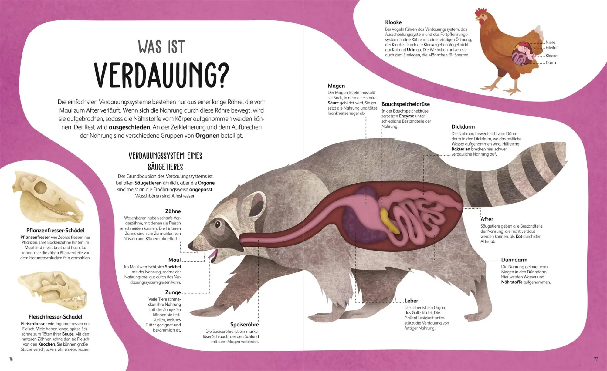 Bild: 9783831050451 | Anatomie der Tiere | Jess French | Buch | 160 S. | Deutsch | 2025