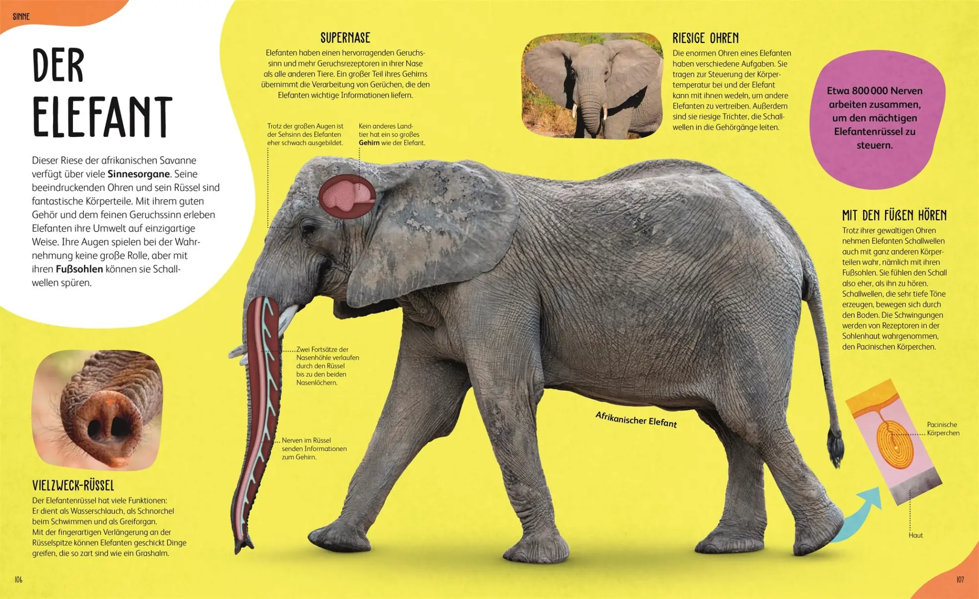 Bild: 9783831050451 | Anatomie der Tiere | Jess French | Buch | 160 S. | Deutsch | 2025