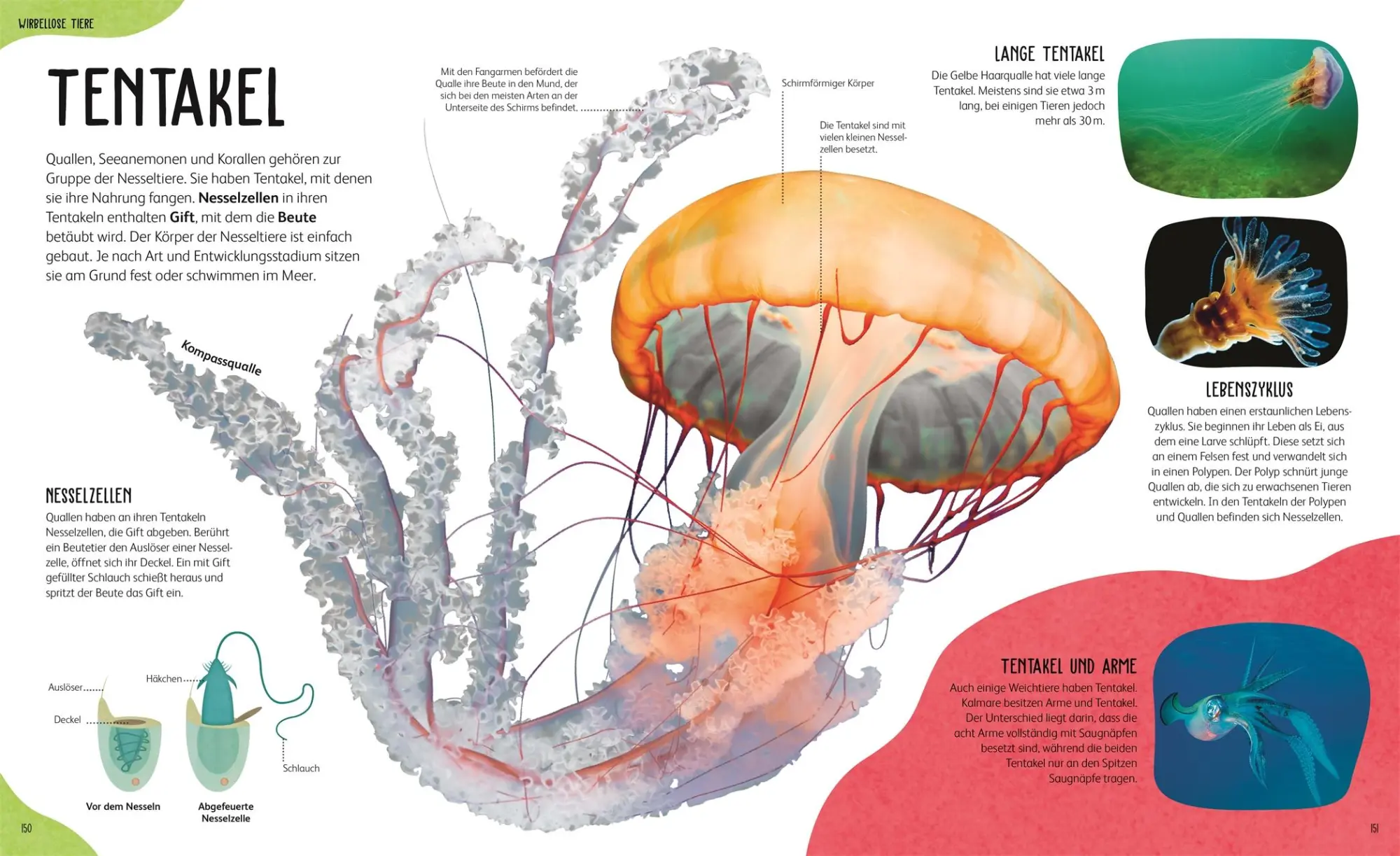 Bild: 9783831050451 | Anatomie der Tiere | Jess French | Buch | 160 S. | Deutsch | 2025