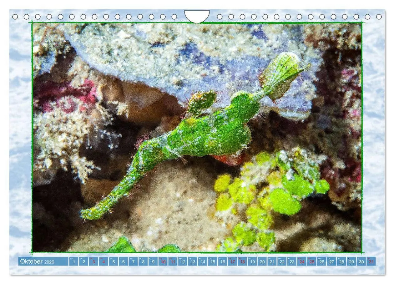 Bild: 9783457750551 | Farbenpracht unter Wasser (Wandkalender 2026 DIN A4 quer), CALVENDO...