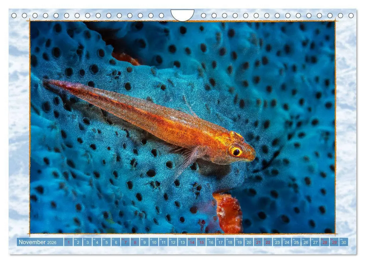 Bild: 9783457750551 | Farbenpracht unter Wasser (Wandkalender 2026 DIN A4 quer), CALVENDO...