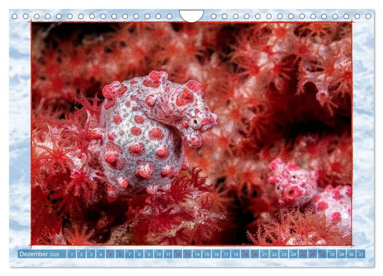 Bild: 9783457750551 | Farbenpracht unter Wasser (Wandkalender 2026 DIN A4 quer), CALVENDO...