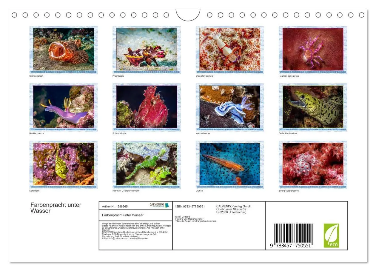 Bild: 9783457750551 | Farbenpracht unter Wasser (Wandkalender 2026 DIN A4 quer), CALVENDO...