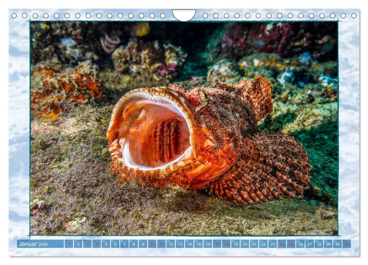 Bild: 9783457750551 | Farbenpracht unter Wasser (Wandkalender 2026 DIN A4 quer), CALVENDO...