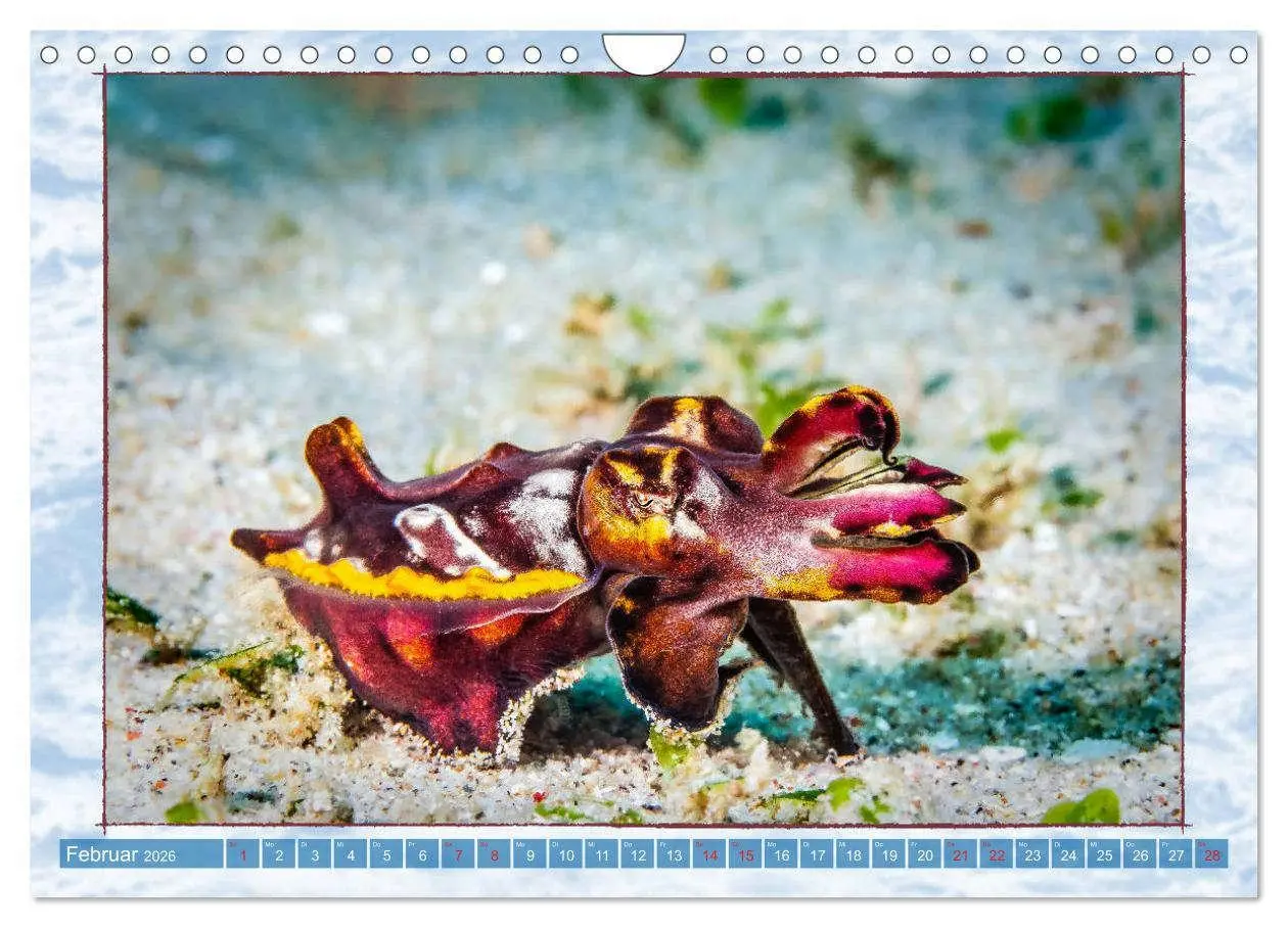 Bild: 9783457750551 | Farbenpracht unter Wasser (Wandkalender 2026 DIN A4 quer), CALVENDO...