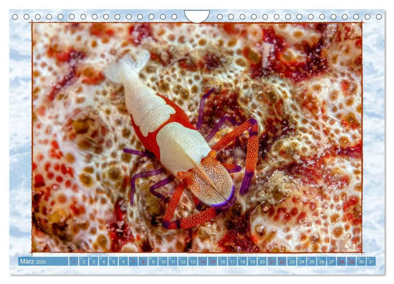 Bild: 9783457750551 | Farbenpracht unter Wasser (Wandkalender 2026 DIN A4 quer), CALVENDO...