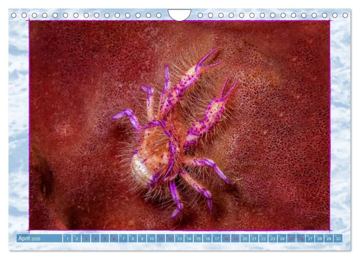 Bild: 9783457750551 | Farbenpracht unter Wasser (Wandkalender 2026 DIN A4 quer), CALVENDO...